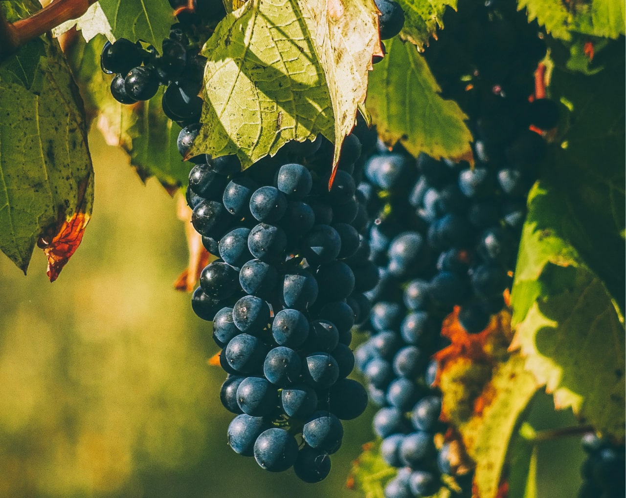 BIOGRAPE™ PREMIUM GRAPE POMACE SOURCING