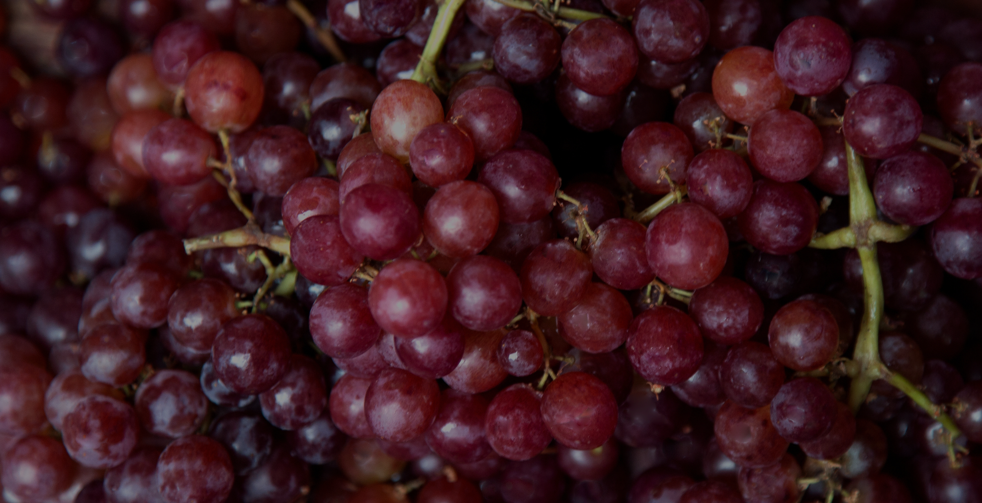 POWDER HOUSE REDEFINES FUNCTIONAL NUTRITION WITH A BIOINTELLIGENT INGREDIENT PLATFORM TARGETING SYSTEMIC HEALTH THROUGH ULTRAFINE PRECISION