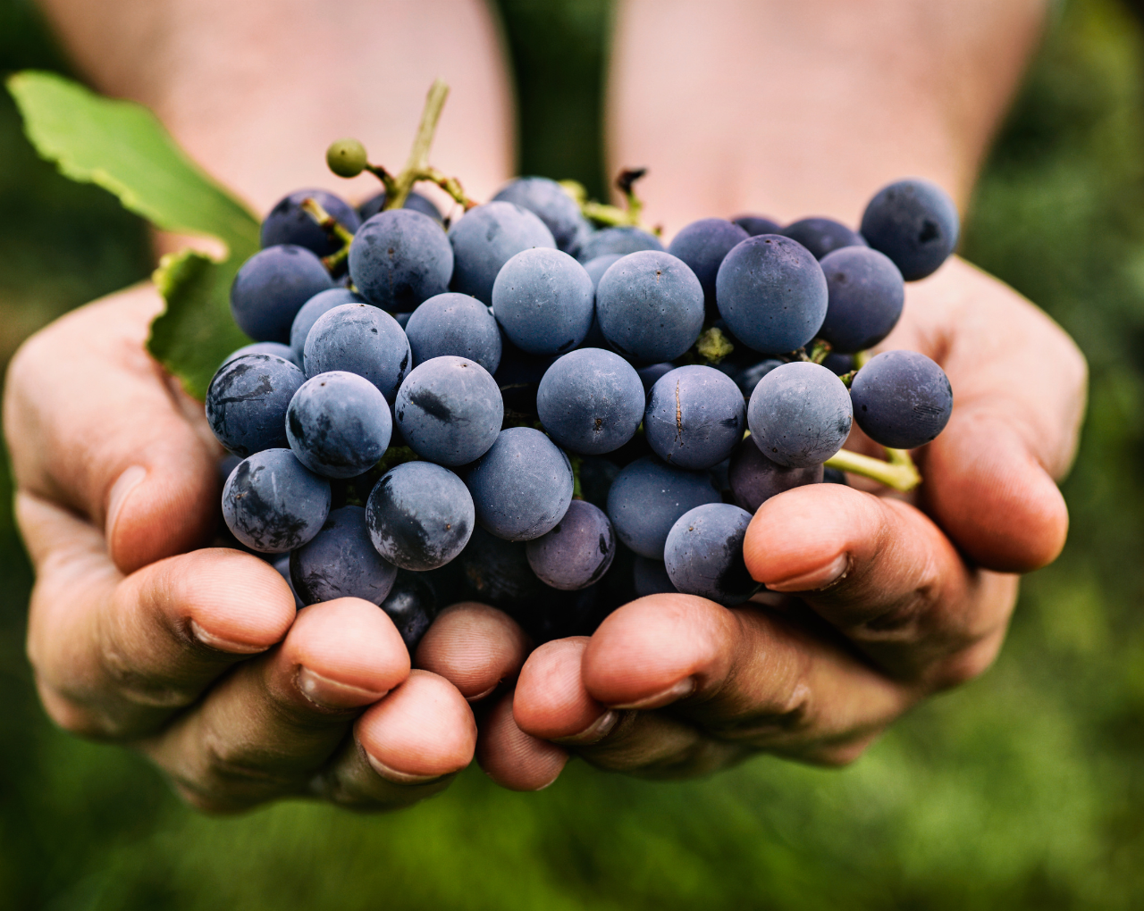 BIOGRAPE™ PREMIUM GRAPE POMACE SOURCING