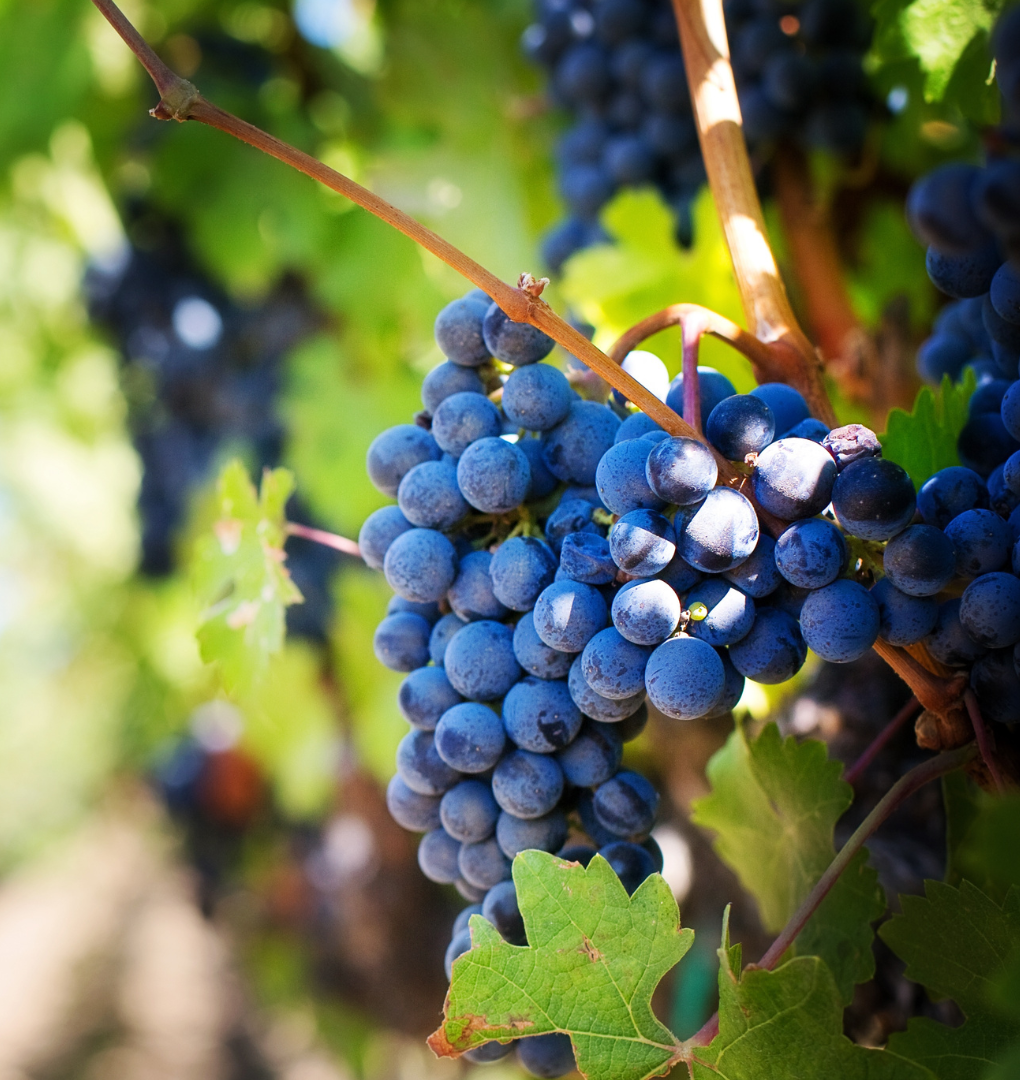 BIOGRAPE PRODUCT APPLICATIONS