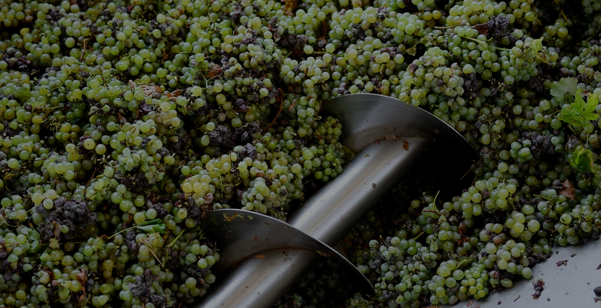 REVOLUTIONIZING FOOD INNOVATION WITH ANTIOXIDANT POWER, STRUCTURAL REFINEMENT AND CLEAN-LABEL SUSTAINABILITY THROUGH BIOGRAPE™