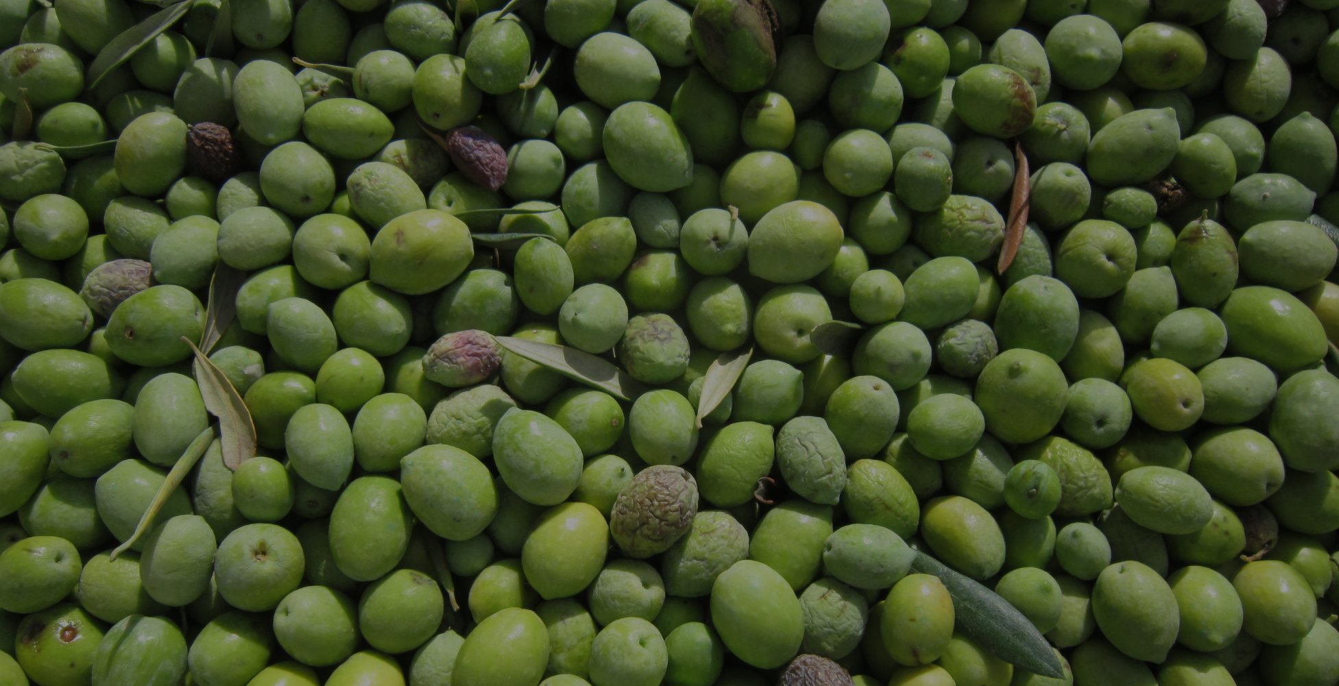 ADVANCING BIOACTIVE PROTECTION, AUTONOMOUS RELEASE, AND GASTROINTESTINAL OPTIMIZATION THROUGH THE THREE-DIMENSIONAL FIBER MATRIX MODEL (3D-MATRIX) AT POWDER HOUSE